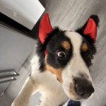 Venus Mon Chien  Berger Australien Femelle - Garde d'animaux à domicile