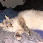 Gaia Mon Chat  Sacré de Birmanie Femelle - Garde d'animaux à domicile