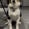 Images de profil de Lilou - Blooming Pets - Petsitting et garde d'animaux à domicile