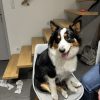 Images de profil de Lilou - Blooming Pets - Petsitting et garde d'animaux à domicile