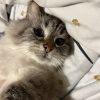 Images de profil de Lilou - Blooming Pets - Petsitting et garde d'animaux à domicile