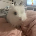 Romy Mon Lapin  Tête de Lion Femelle - Garde d'animaux à domicile