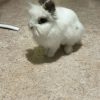 Images de profil de Lilou - Blooming Pets - Petsitting et garde d'animaux à domicile