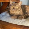 Images de profil de Lilou - Blooming Pets - Petsitting et garde d'animaux à domicile