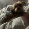 Images de profil de Lilou - Blooming Pets - Petsitting et garde d'animaux à domicile