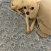 Images de profil de Lilou - Blooming Pets - Petsitting et garde d'animaux à domicile