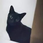 Luna Mon Chat  Européen Femelle - Garde d'animaux à domicile