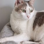 Odji Mon Chat  Européen Femelle - Garde d'animaux à domicile