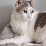 Odji Mon Chat  Européen Femelle - Garde d'animaux à domicile