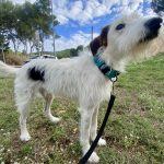 Winny Mon Chien  Griffon Nivernais Mâle stérilisé - Garde d'animaux à domicile