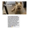 Images de profil de Lina - Blooming Pets - Petsitting et garde d'animaux à domicile
