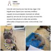 Images de profil de Lina - Blooming Pets - Petsitting et garde d'animaux à domicile
