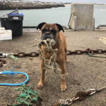 Fonzy Mon Chien  Boxer Mâle - Garde d'animaux à domicile