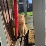Muffin Mon Chat  Européen Femelle - Garde d'animaux à domicile