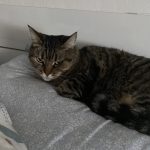 Jade (alias la ronchon) Mon Chat  Européen Femelle - Garde d'animaux à domicile