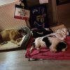 Images de profil de Lisa - Blooming Pets - Petsitting et garde d'animaux à domicile