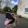 Images de profil de Lisa - Blooming Pets - Petsitting et garde d'animaux à domicile