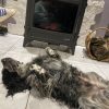 Images de profil de Lisa - Blooming Pets - Petsitting et garde d'animaux à domicile