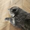 Images de profil de Lisa - Blooming Pets - Petsitting et garde d'animaux à domicile