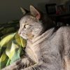 Images de profil de Lisa - Blooming Pets - Petsitting et garde d'animaux à domicile