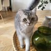 Images de profil de Lisa - Blooming Pets - Petsitting et garde d'animaux à domicile
