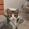 Images de profil de Lise - Blooming Pets - Petsitting et garde d'animaux à domicile