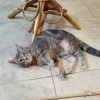 Images de profil de Lise - Blooming Pets - Petsitting et garde d'animaux à domicile