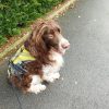 Images de profil de Lise - Blooming Pets - Petsitting et garde d'animaux à domicile