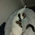 Une Mon Chat  Européen Mâle stérilisé - Garde d'animaux à domicile