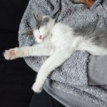 Timy Mon Chat  Européen Femelle stérilisée - Garde d'animaux à domicile