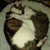 Images de profil de Lise - Blooming Pets - Petsitting et garde d'animaux à domicile