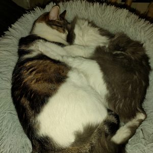 Images de profil de Lise - Blooming Pets - Petsitting et garde d'animaux à domicile