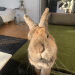 DOUDI (Zoé) Mon Lapin  Race Inconnue Femelle stérilisée - Garde d'animaux à domicile