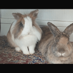 BIGGIE Mon Lapin  Tête de Lion Mâle stérilisé - Garde d'animaux à domicile