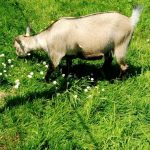 Bamby Ma Chèvre  Naine Femelle - Garde d'animaux à domicile
