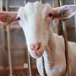 Mistinguette Ma Chèvre  Saanen Femelle - Garde d'animaux à domicile
