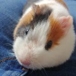 Safir Mon Cochon d’Inde  Americain Femelle - Garde d'animaux à domicile