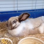 Ying Mon Lapin  Bélier Français Femelle - Garde d'animaux à domicile