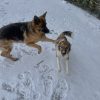 Images de profil de Loelie-Liv - Blooming Pets - Petsitting et garde d'animaux à domicile
