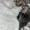 Images de profil de Loelie-Liv - Blooming Pets - Petsitting et garde d'animaux à domicile