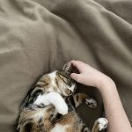 Reach Mon Chat  Européen Mâle stérilisé - Garde d'animaux à domicile
