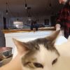 Images de profil de Logan - Blooming Pets - Petsitting et garde d'animaux à domicile