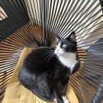 Bob Mon Chat  Européen Mâle stérilisé - Garde d'animaux à domicile