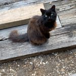 Myrtille Mon Chat  Européen Femelle - Garde d'animaux à domicile