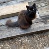 Images de profil de Lola - Blooming Pets - Petsitting et garde d'animaux à domicile