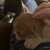 Images de profil de Lola - Blooming Pets - Petsitting et garde d'animaux à domicile
