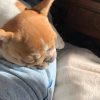 Images de profil de Lola - Blooming Pets - Petsitting et garde d'animaux à domicile