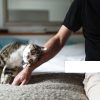 Images de profil de Laurent - Blooming Pets - Petsitting et garde d'animaux à domicile