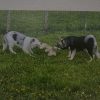 Images de profil de Elodie - Blooming Pets - Petsitting et garde d'animaux à domicile