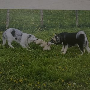 Images de profil de Elodie - Blooming Pets - Petsitting et garde d'animaux à domicile